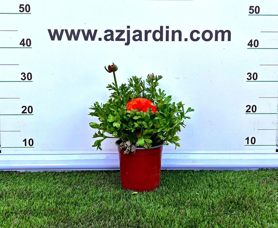 0318000153 Planta Ranúnculo en maceta C14 con flores dobles de colores intensos y follaje verde para decoración exterior.