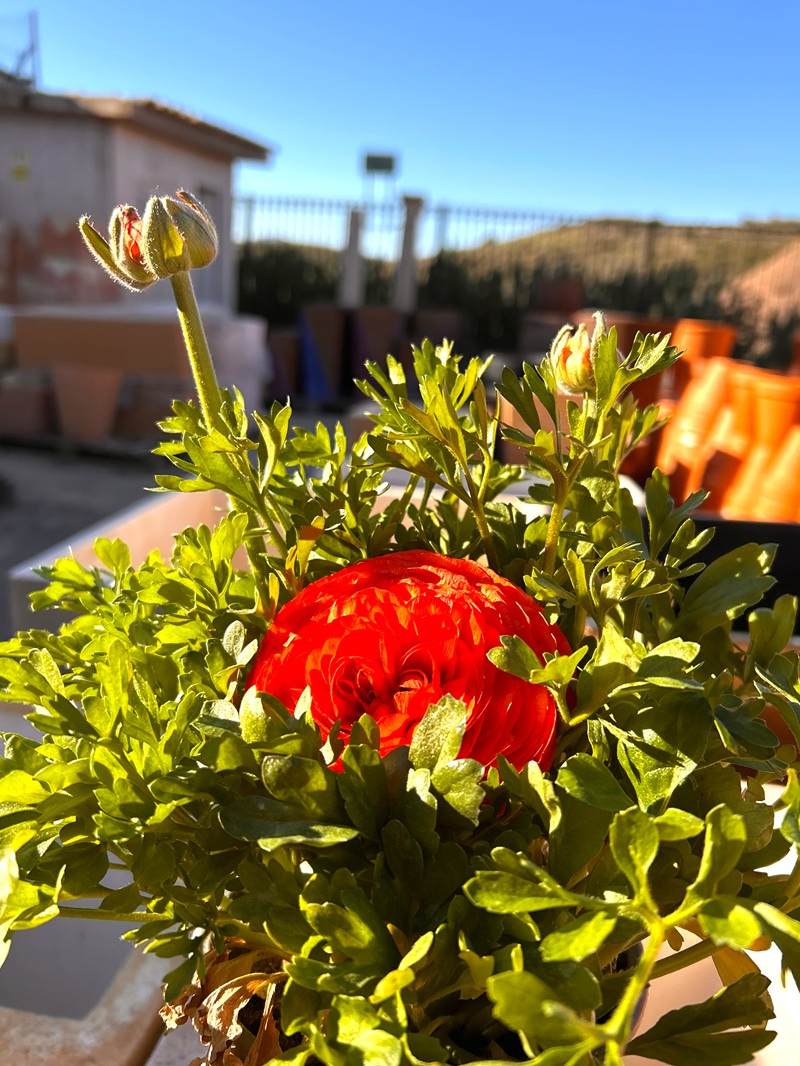 0318000153_1 Primer plano de las flores del Ranúnculo en maceta C14.