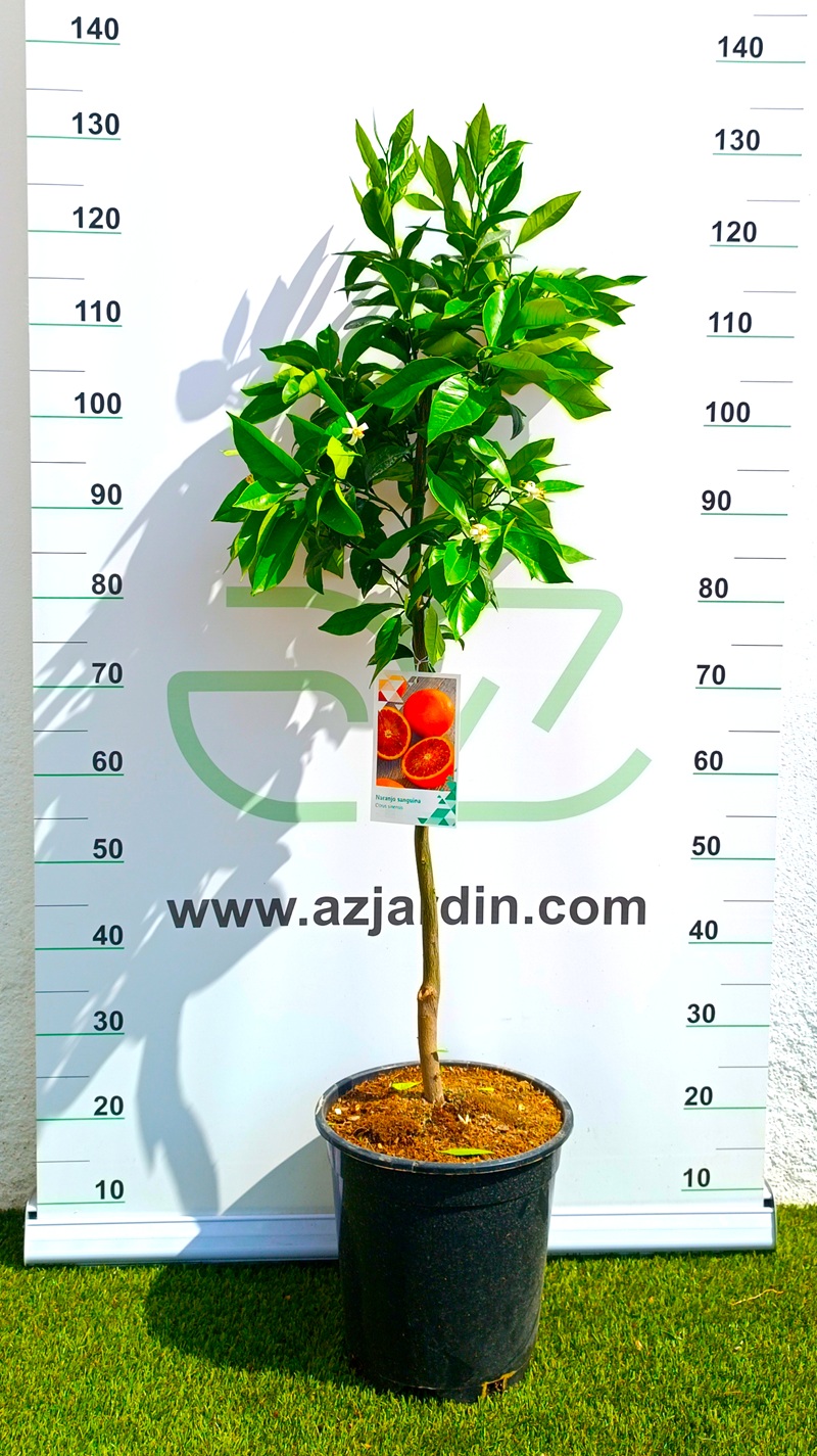 0318000174_1 Ejemplar joven de Naranjo Sanguinelli en maceta de cultivo; se observa un árbol de tronco central recto y leñoso con una copa ramificada, con hojas de color verde intenso y brillante que denotan un desarrollo saludable.