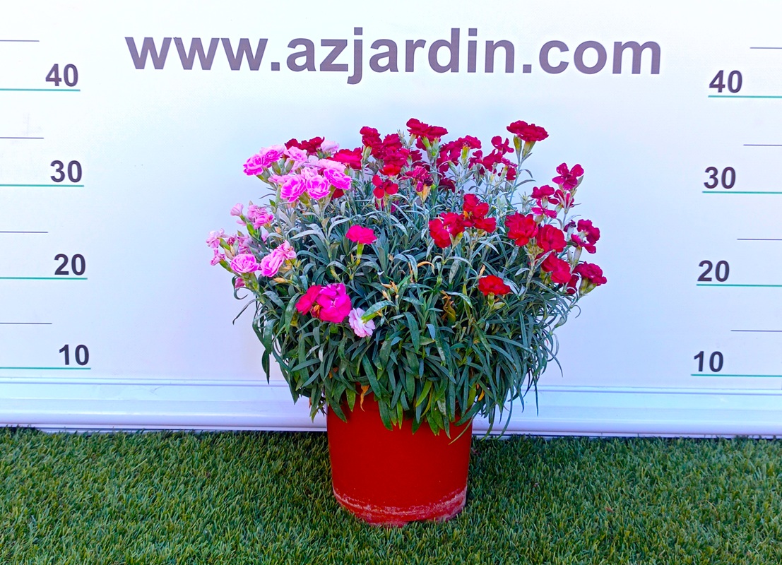 03180002187 Planta de Clavel Pemán en maceta con flores abiertas de color rosa fucsia e intensa floración para exterior.