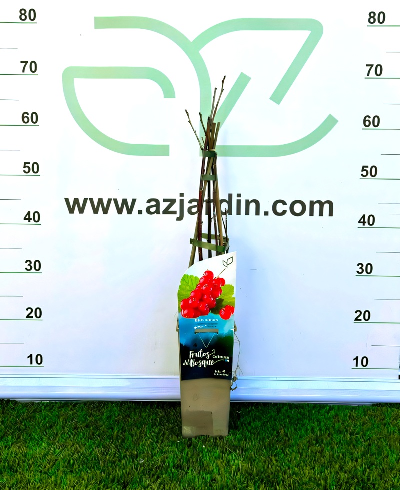 0318000238 Planta de grosella roja Ribes rubrum "Jonkheer van Tets" en maceta de 2 litros con follaje verde para cultivo de frutos del bosque.