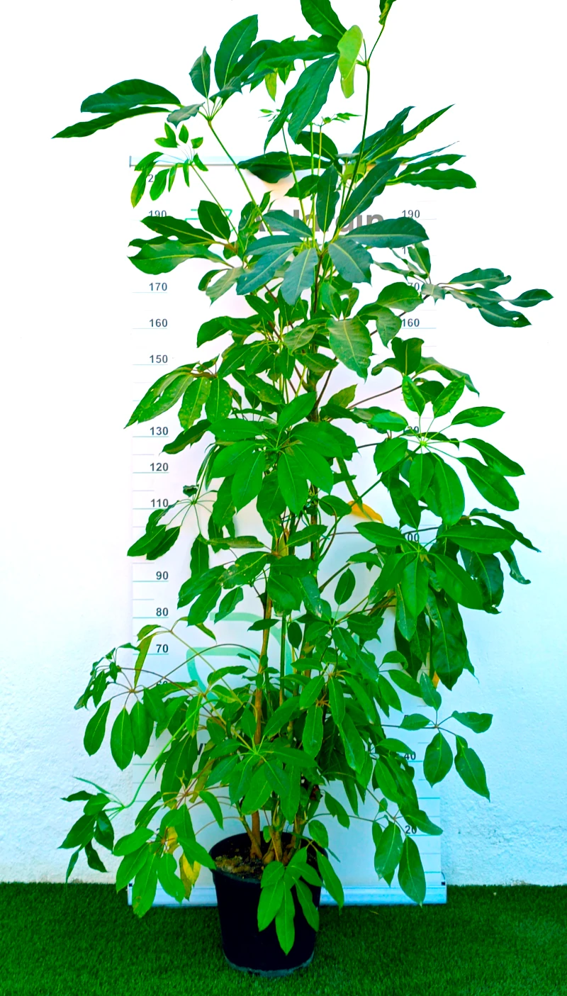 0318000277 Planta de interior perenne Schefflera Actinophylla en maceta de cultivo con frondoso porte vertical y hojas verdes compuestas en forma de paraguas.