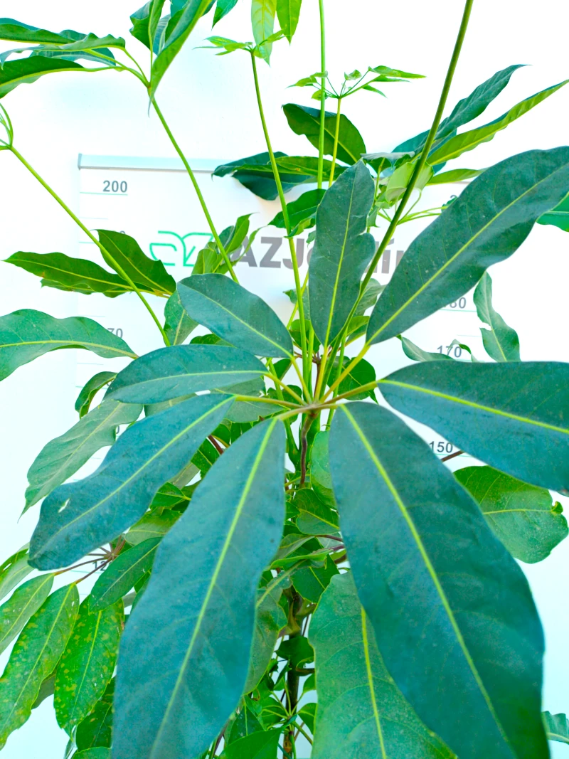 0318000277_1 Primer plano de la Schefflera Actinophylla.