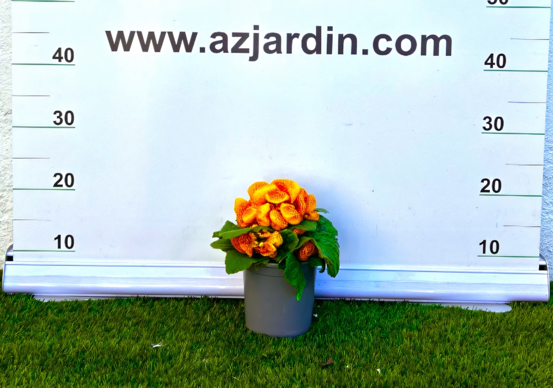 0318000290 Planta Calceolaria en maceta C13 con flores características en forma de zapatito de colores vibrantes para decoración.