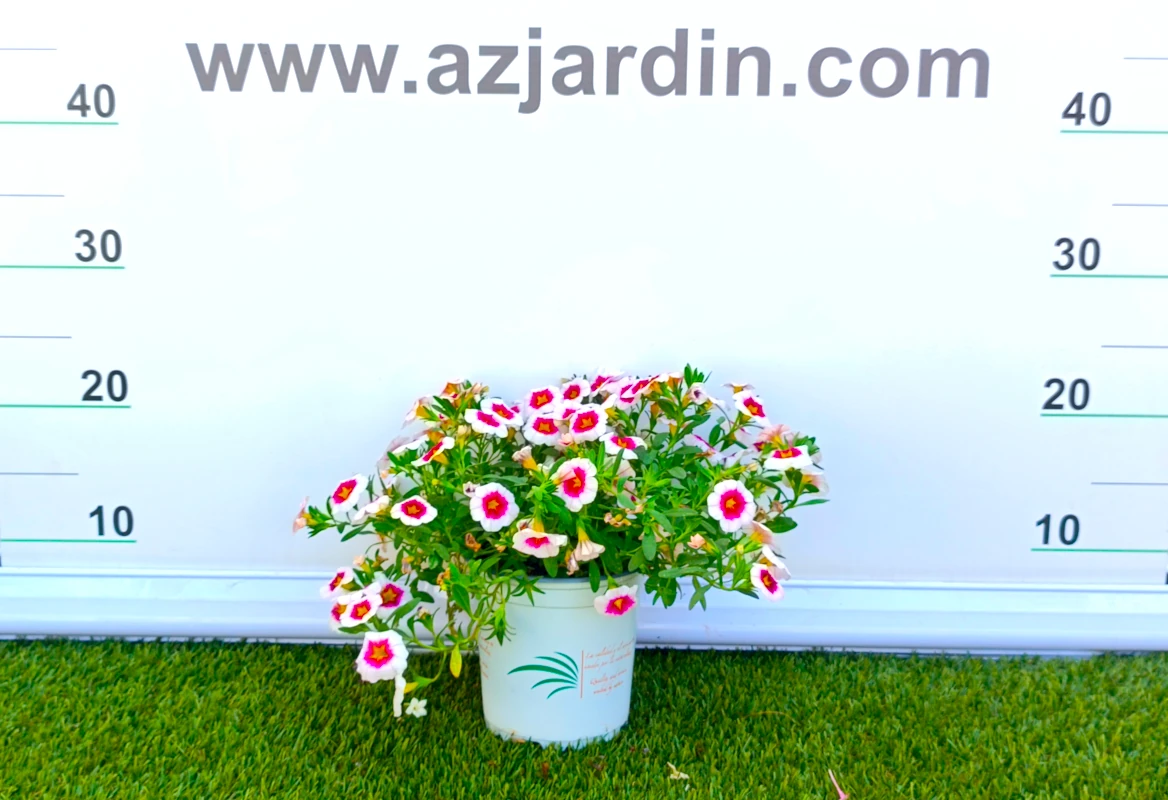 031800032 Planta de exterior colgante Calibrachoa en plena floración con abundantes flores acampanadas en contenedor de cultivo.