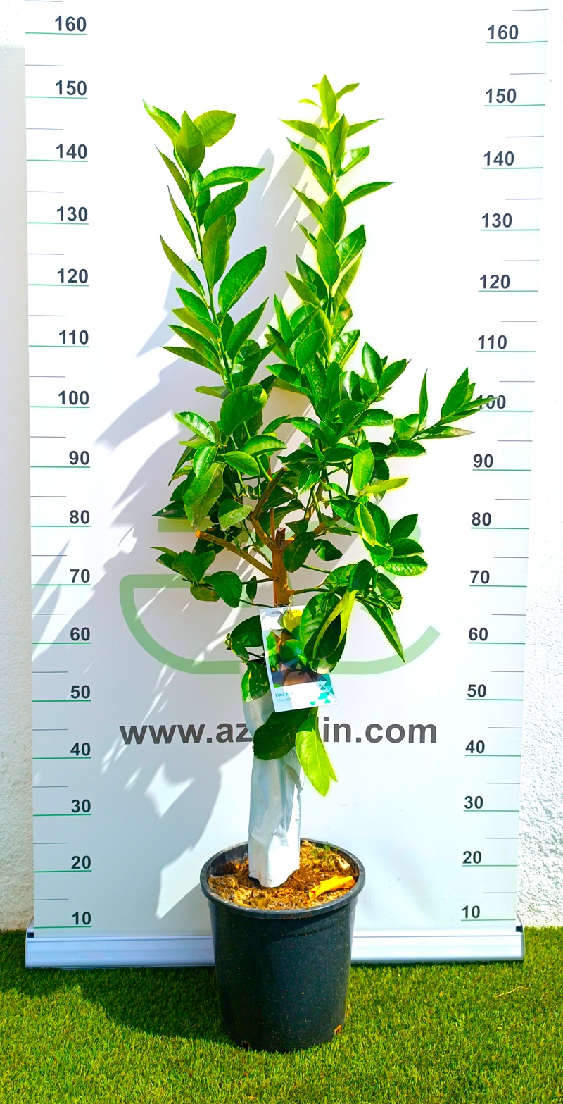 0318000327_1 Planta de Lima Bears (Lima Persa) en maceta de cultivo; se observa un árbol cítrico joven con un tronco central bien definido y un follaje denso de hojas verdes brillantes y ovaladas, mostrando un porte saludable y vigoroso.