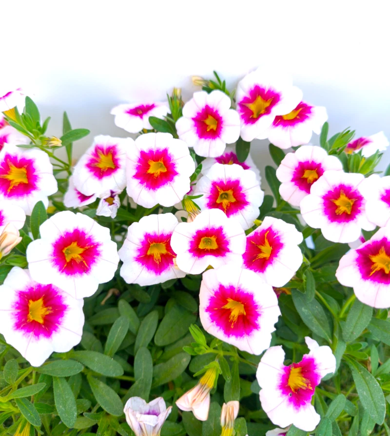 031800032_1 Primer plano de la Calibrachoa.