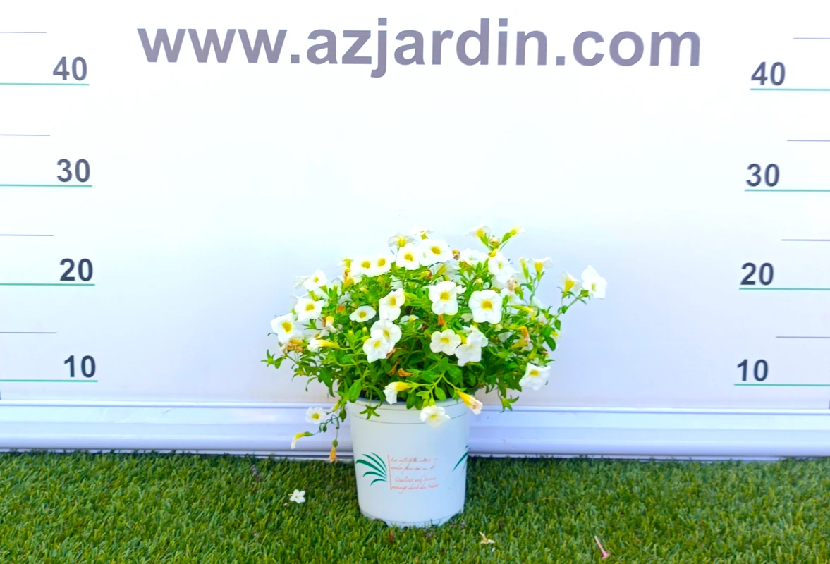 031800032_2 Planta de exterior colgante Calibrachoa en plena floración con abundantes flores acampanadas en contenedor de cultivo.