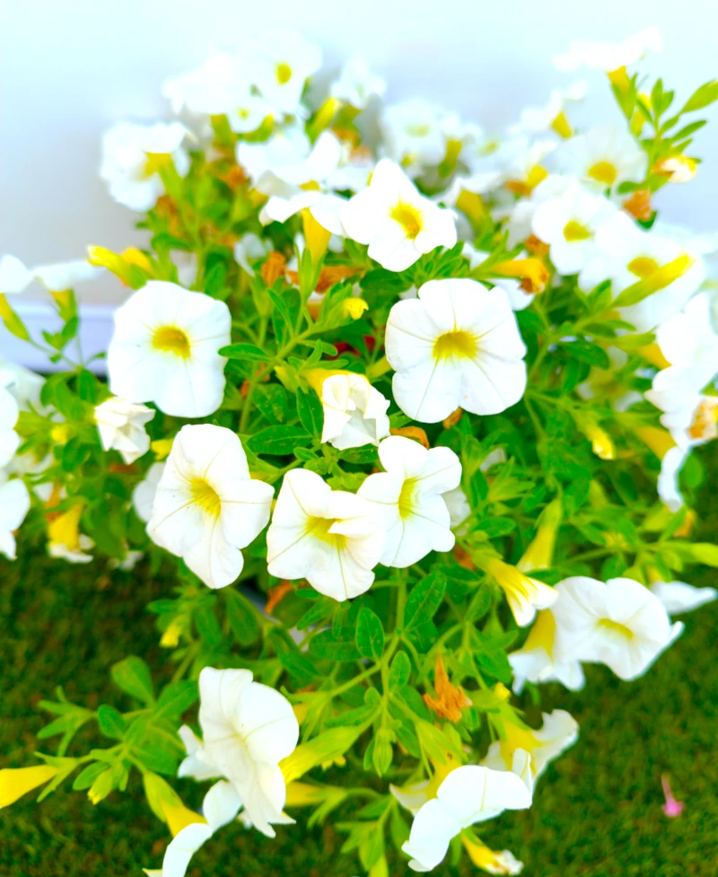 031800032_3 Primer plano de la Calibrachoa.