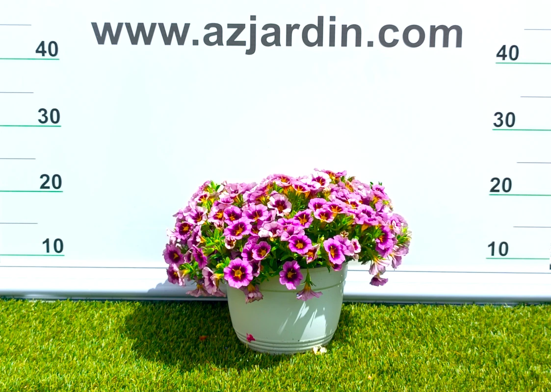 0318000352 Planta de exterior colgante Calibrachoa en plena floración con abundantes flores acampanadas en contenedor de cultivo.