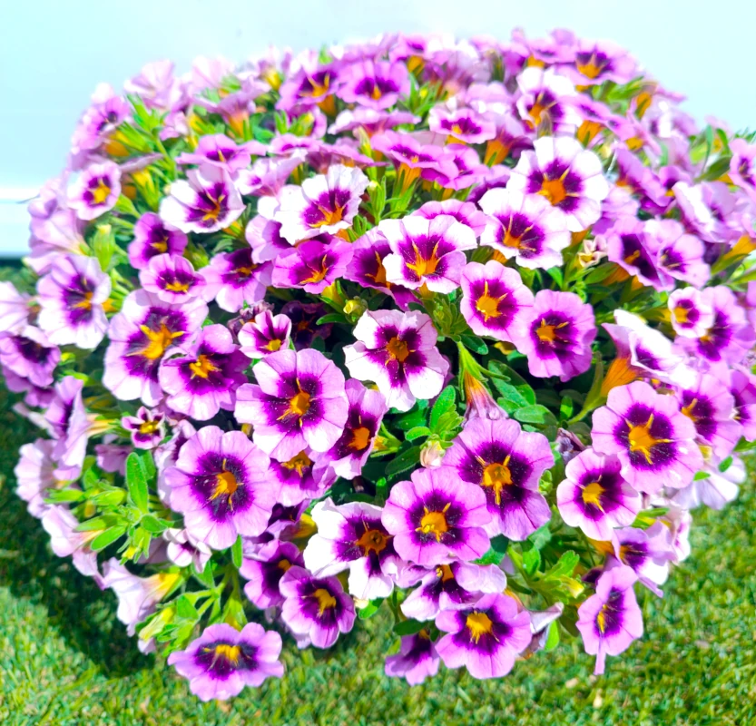 0318000352_1 Primer plano de la Calibrachoa.