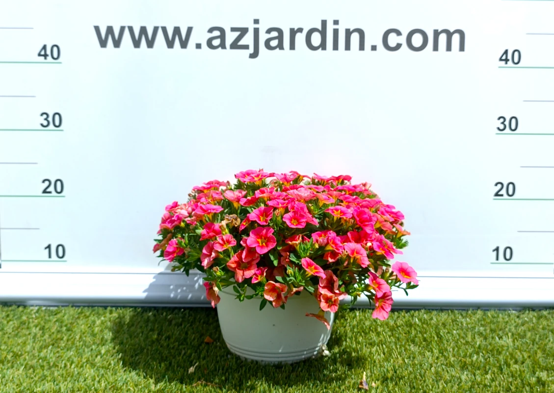 0318000352_2 Planta de exterior colgante Calibrachoa en plena floración con abundantes flores acampanadas en contenedor de cultivo.
