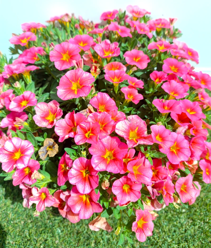 0318000352_3 Primer plano de la Calibrachoa.