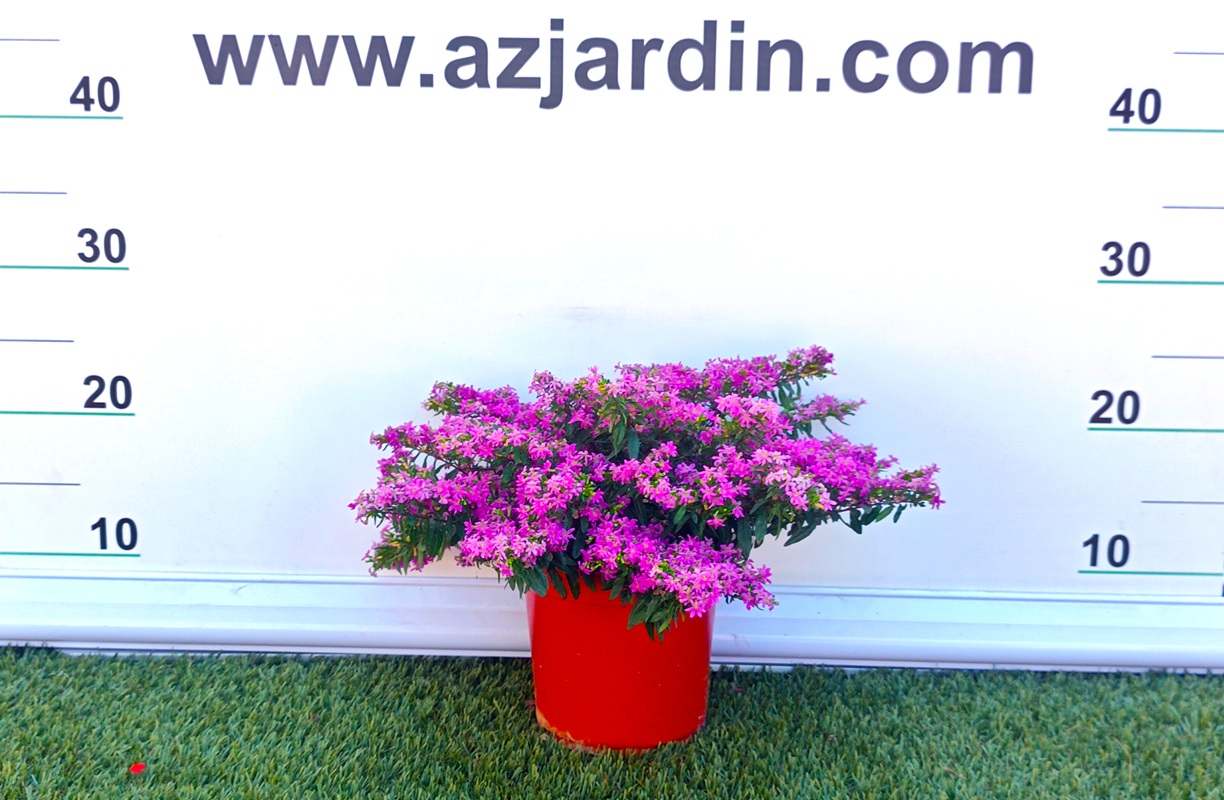 0318000494 Planta de exterior Cuphea hyssopifolia en maceta con abundante follaje verde menudo y pequeñas flores violáceas.