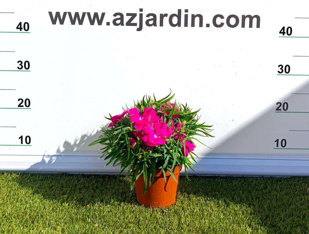 0318000512 Planta de Clavel en maceta de cultivo con follaje verde y flores abiertas de colores vibrantes.