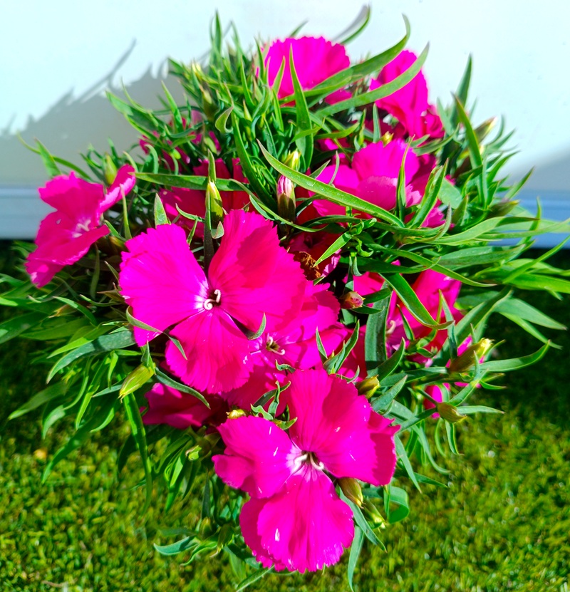 0318000512_1 Planta de Clavel en maceta de cultivo con follaje verde y flores abiertas de colores vibrantes.