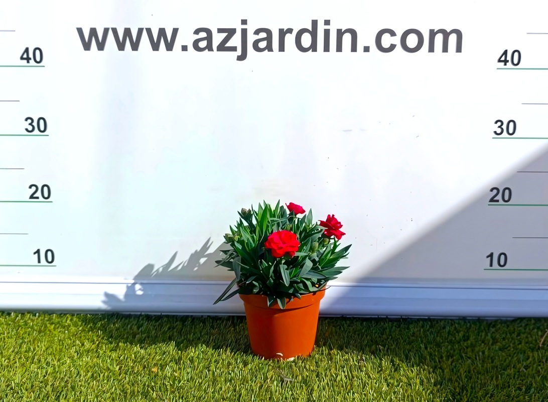 0318000512_2 Planta de Clavel en maceta de cultivo con follaje verde y flores abiertas de colores vibrantes.