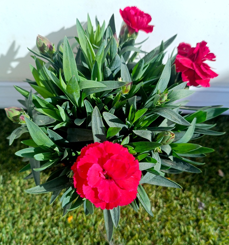 0318000512_3 Planta de Clavel en maceta de cultivo con follaje verde y flores abiertas de colores vibrantes.