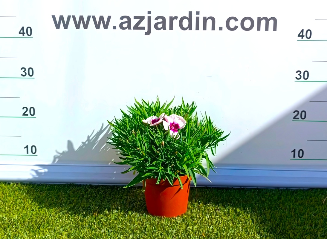 0318000512_4 Planta de Clavel en maceta de cultivo con follaje verde y flores abiertas de colores vibrantes.