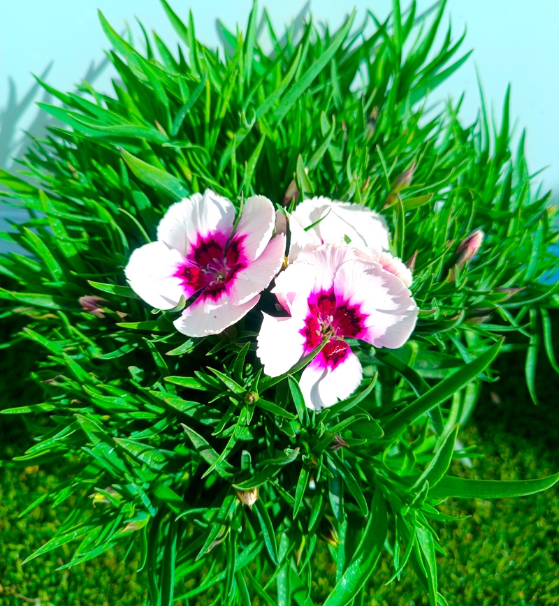 0318000512_5 Planta de Clavel en maceta de cultivo con follaje verde y flores abiertas de colores vibrantes.