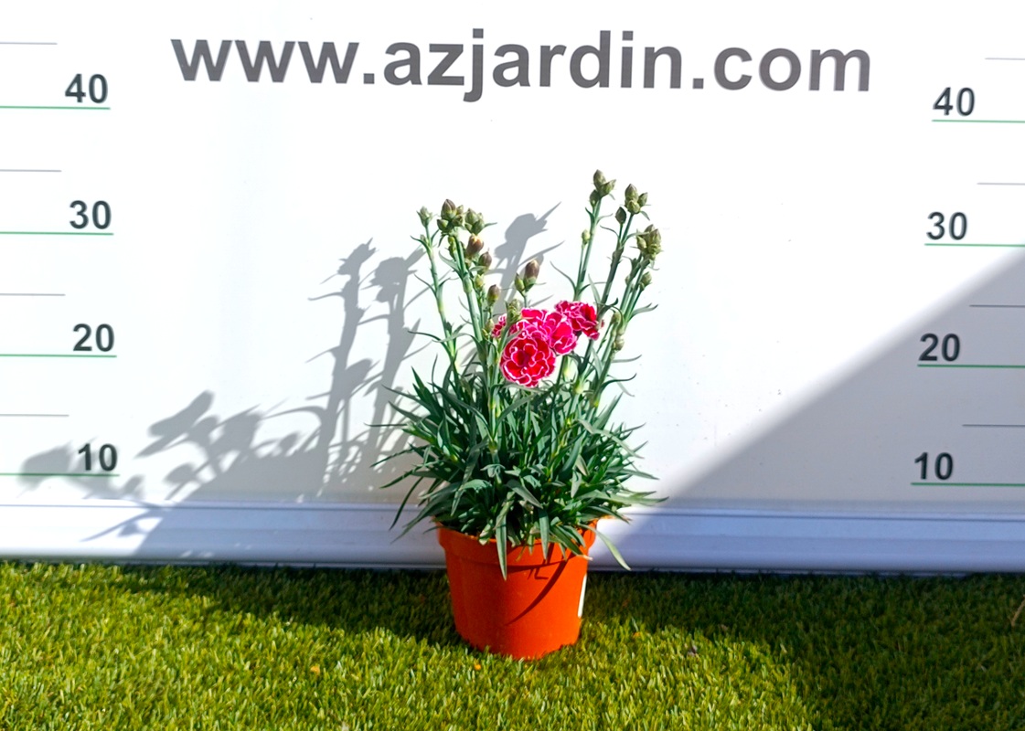 0318000512_6 Planta de Clavel en maceta de cultivo con follaje verde y flores abiertas de colores vibrantes.