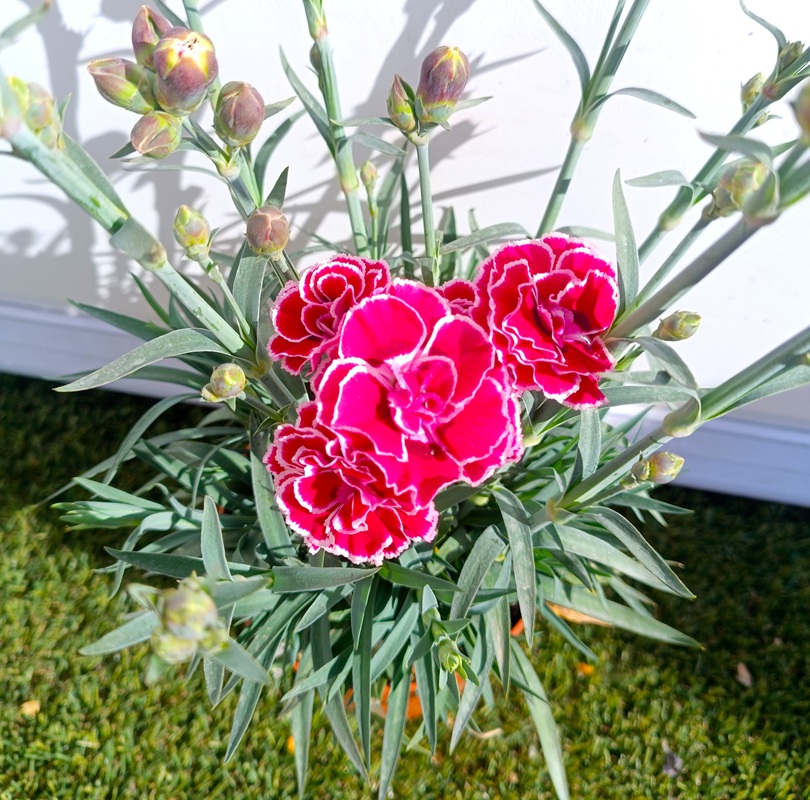 0318000512_7 Planta de Clavel en maceta de cultivo con follaje verde y flores abiertas de colores vibrantes.