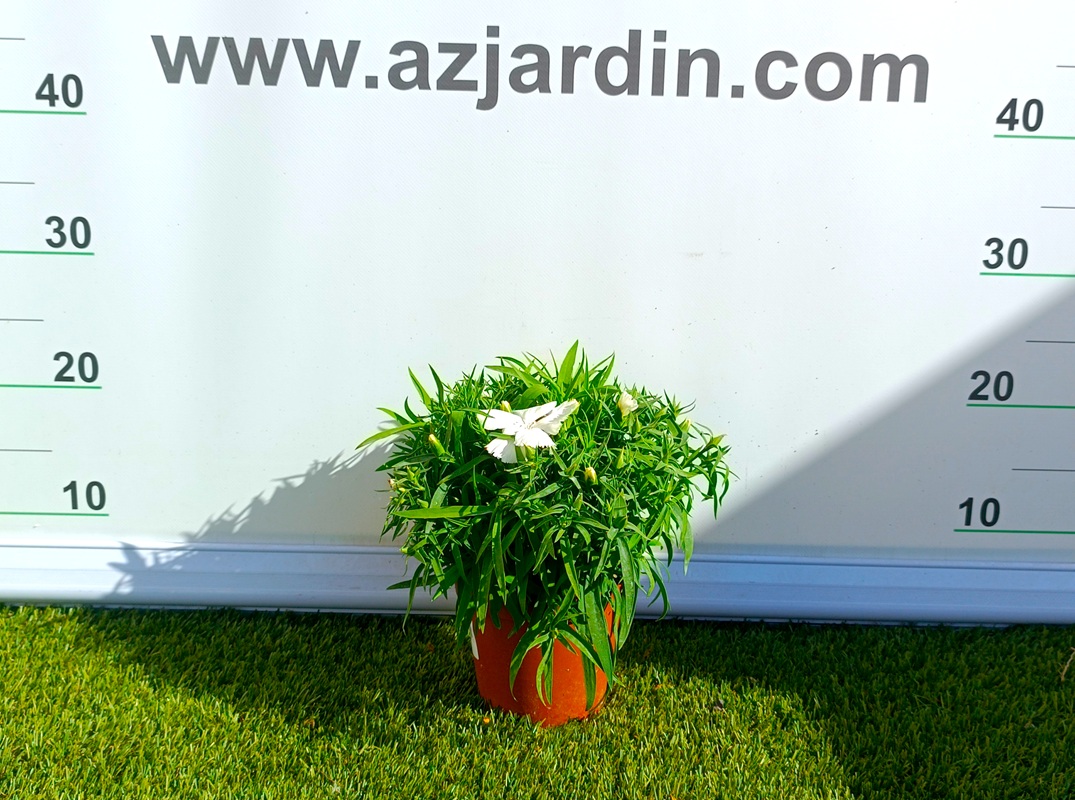 0318000512_8 Planta de Clavel en maceta de cultivo con follaje verde y flores abiertas de colores vibrantes.