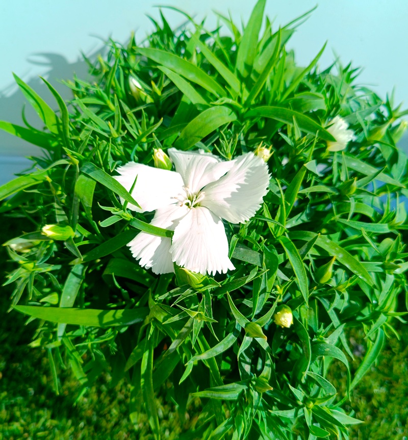 0318000512_9 Planta de Clavel en maceta de cultivo con follaje verde y flores abiertas de colores vibrantes.