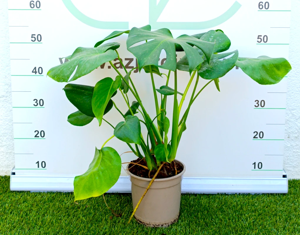 0318000606 Planta de interior perenne Monstera en maceta de cultivo con frondoso porte y hojas grandes verdes con calados naturales o fenestraciones.