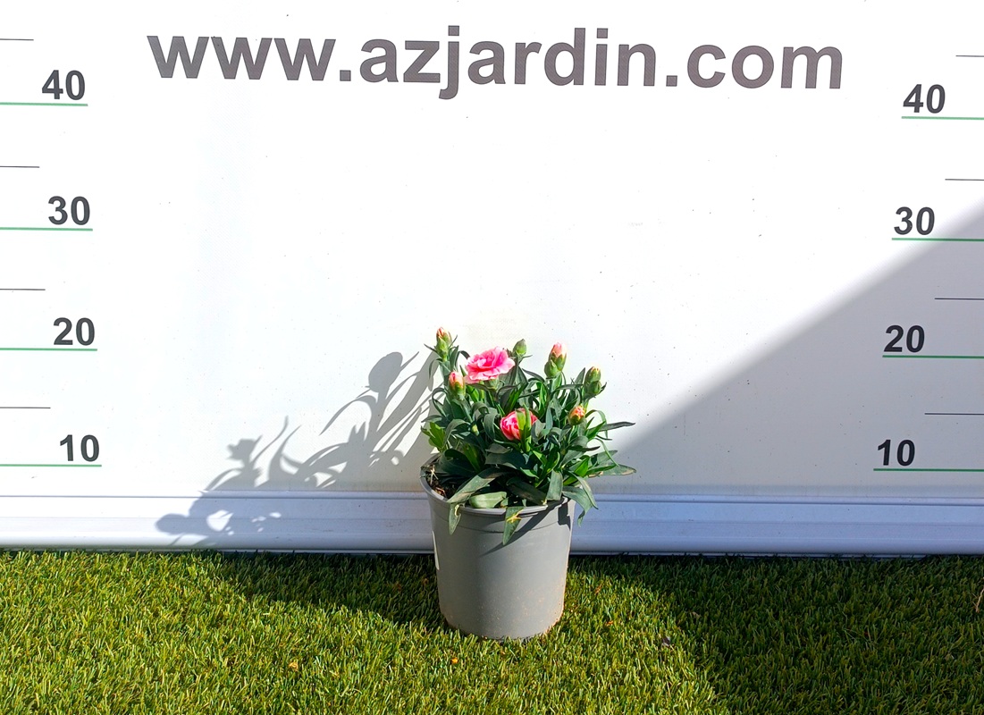 0318000657 Planta de Dianthus Carnelia en maceta de cultivo con follaje denso y flores abiertas de colores vibrantes según disponibilidad.