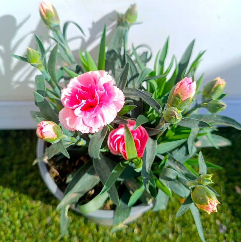 0318000657_1 Planta de Dianthus Carnelia en maceta de cultivo con follaje denso y flores abiertas de colores vibrantes según disponibilidad.