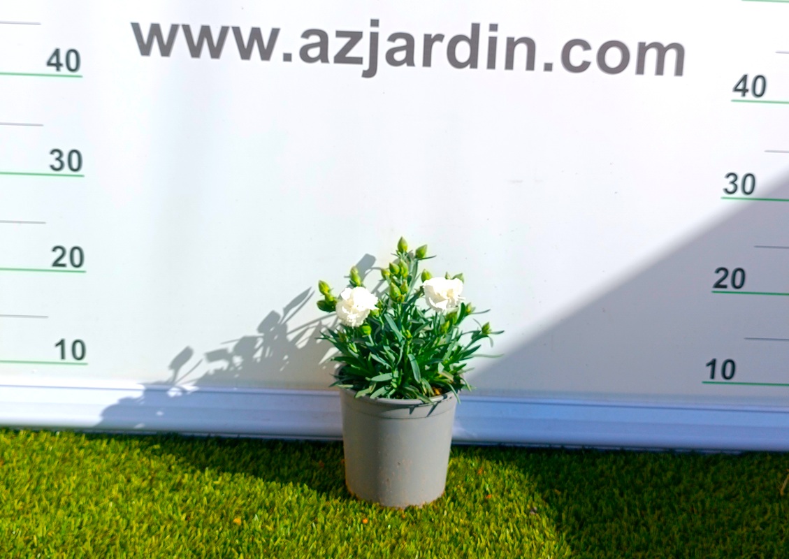 0318000657_2 Planta de Dianthus Carnelia en maceta de cultivo con follaje denso y flores abiertas de colores vibrantes según disponibilidad.