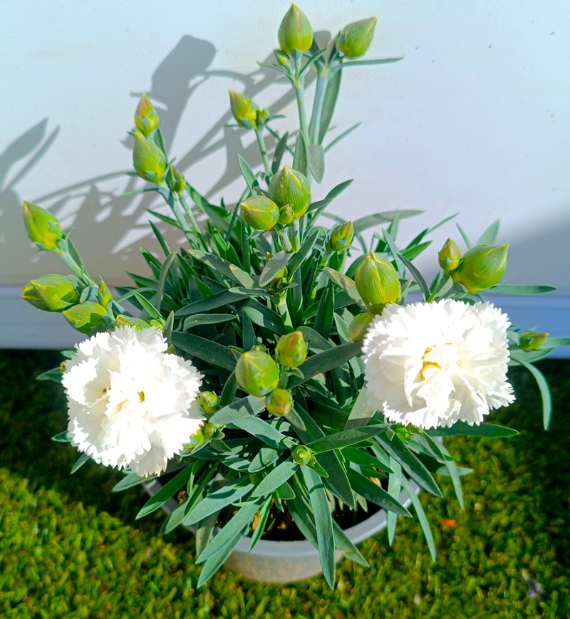 0318000657_3 Planta de Dianthus Carnelia en maceta de cultivo con follaje denso y flores abiertas de colores vibrantes según disponibilidad.