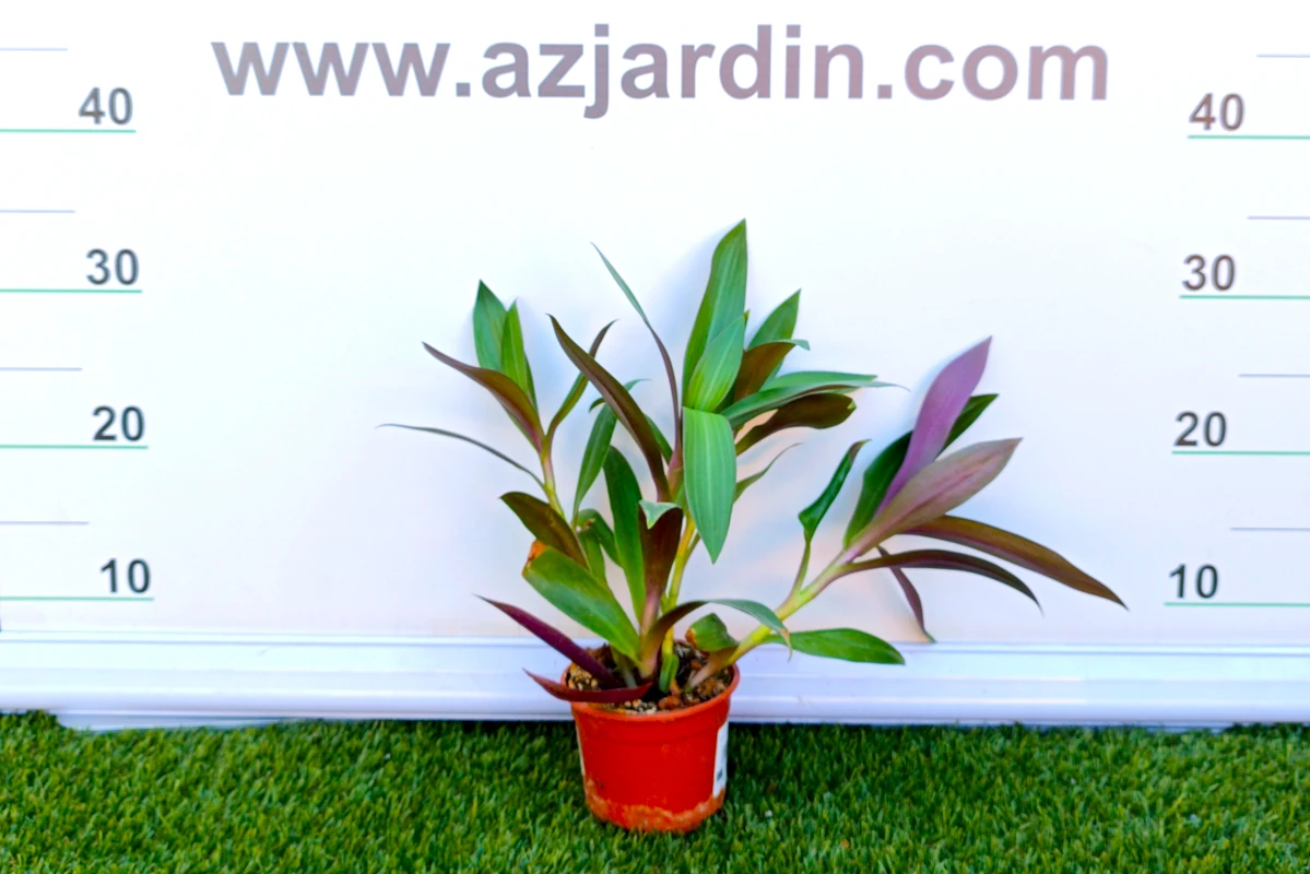 0318000678 Planta de interior perenne Tradescantia (Maguey morado) en maceta de cultivo con denso follaje de hojas lanceoladas verdes con el envés morado púrpura.