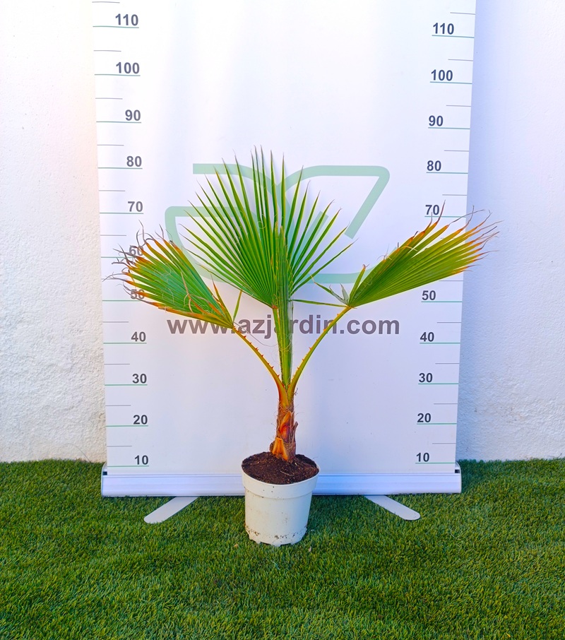 0318000779 Palmera Washingtonia en maceta C17 con hojas verdes en forma de abanico para decoración de jardines exteriores.