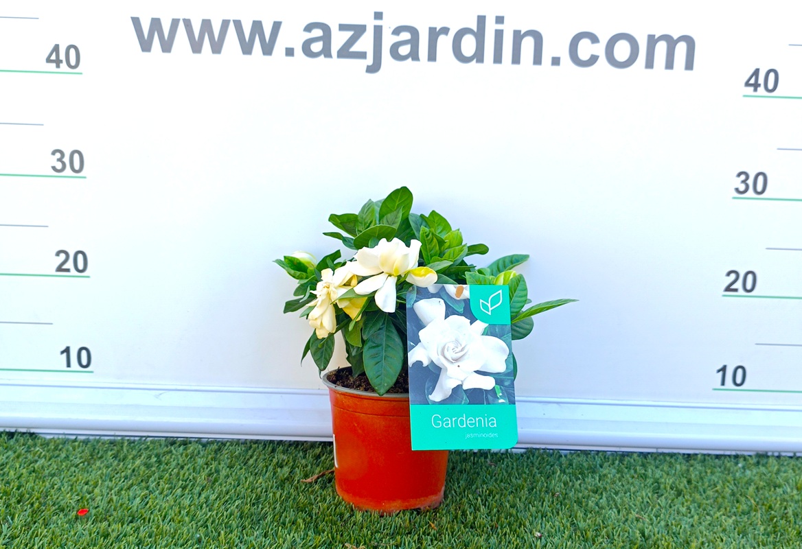 0318000783 Planta de exterior Gardenia jasminoides en maceta con flores blancas dobles abiertas y botones florales verdes.