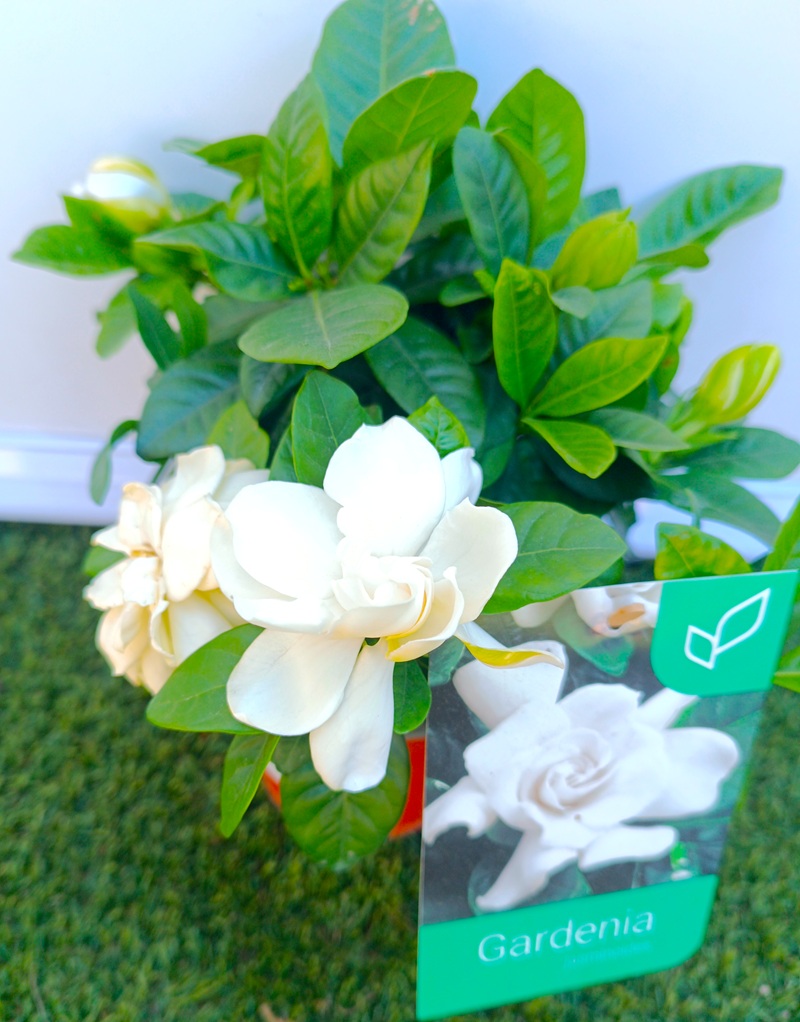 0318000783_1 Primer plano de la Gardenia jasminoide.