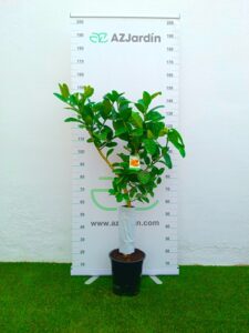 Limonero Mano de Buda. Citrus Medica Sarcodactylis. Cítrico Exótico y Ornamental, ideal para jardín y maceta.