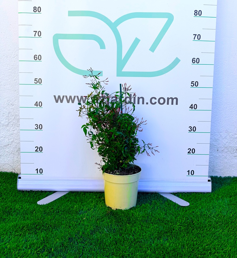 0318000883 Planta trepadora Jasminum Polyanthum en maceta C17 con capullos rosados y flores blancas aromáticas para decoración de exterior.