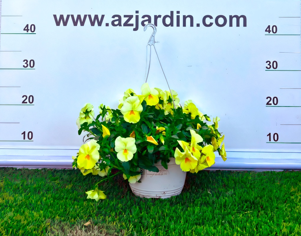 0318000887 Planta Viola cornuta en tarrina colgante de 1,6 litros con abundantes flores de colores para decoración de balcones.