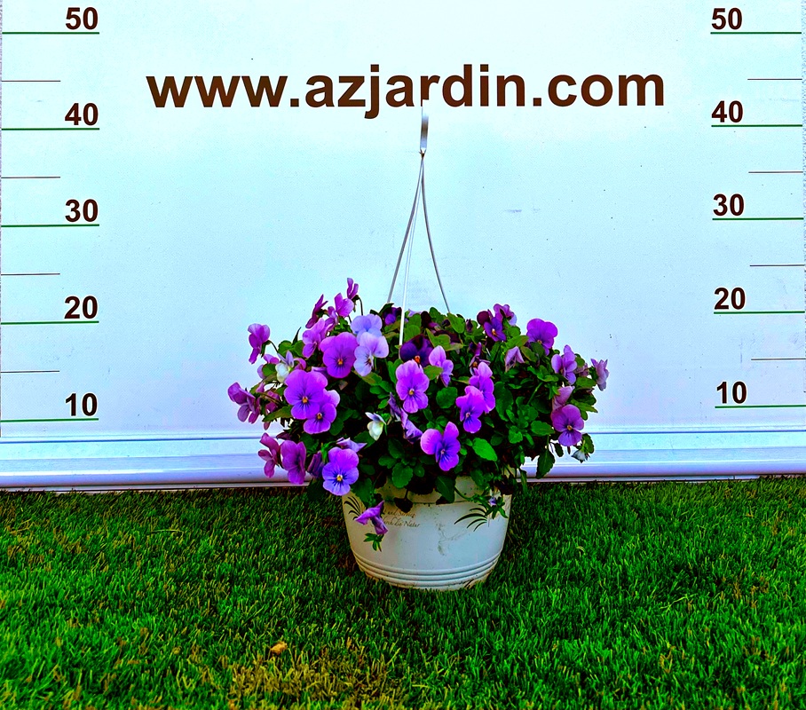 0318000887_1 Planta Viola cornuta en tarrina colgante de 1,6 litros con abundantes flores de colores para decoración de balcones.
