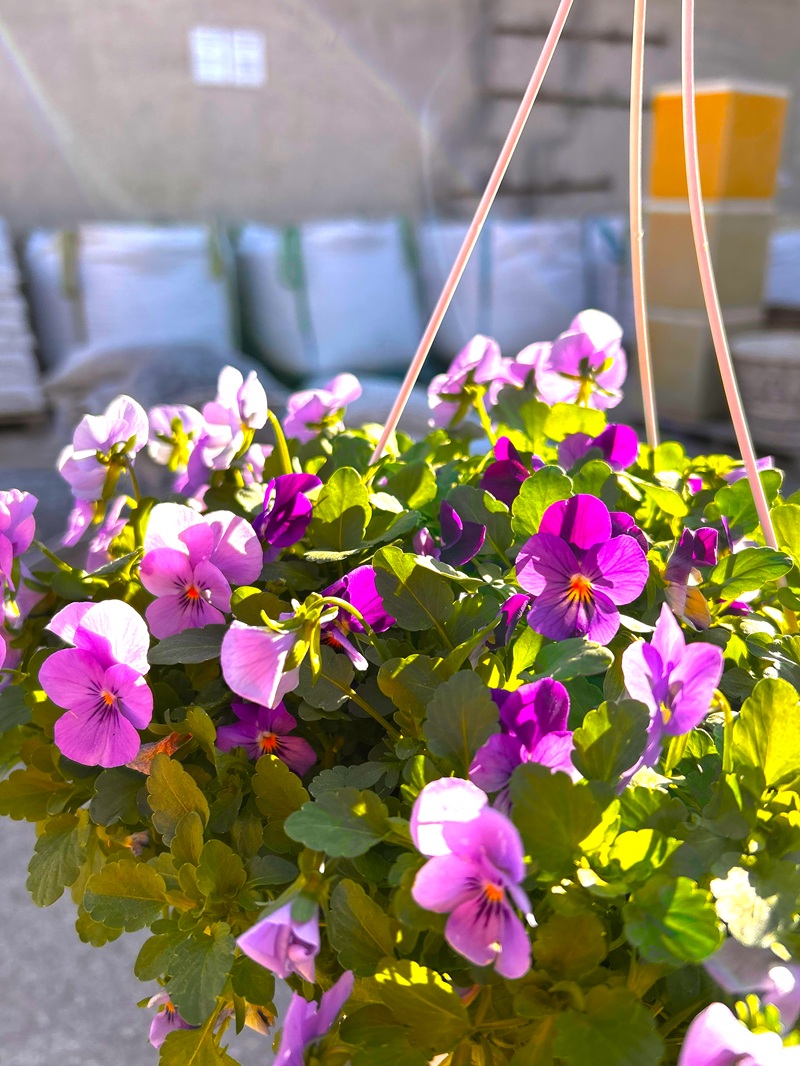 0318000887_2 Primer plano de las flores de la Viola cornuta.