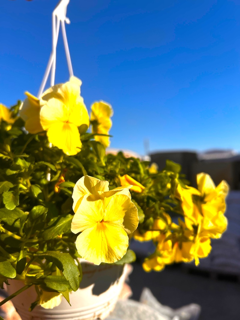 0318000887_3 Primer plano de las flores de la Viola cornuta.