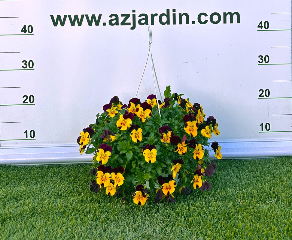0318000887_4 Planta Viola cornuta en tarrina colgante de 1,6 litros con abundantes flores de colores para decoración de balcones.