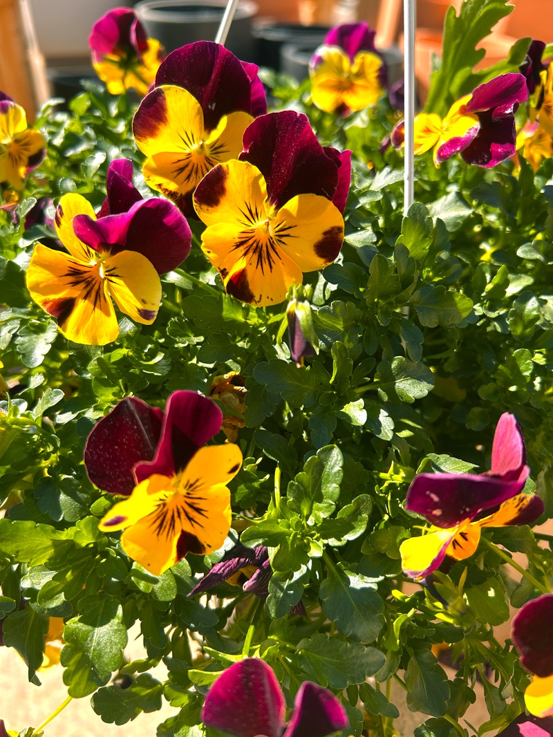 0318000887_5 Primer plano de las flores de la Viola cornuta.