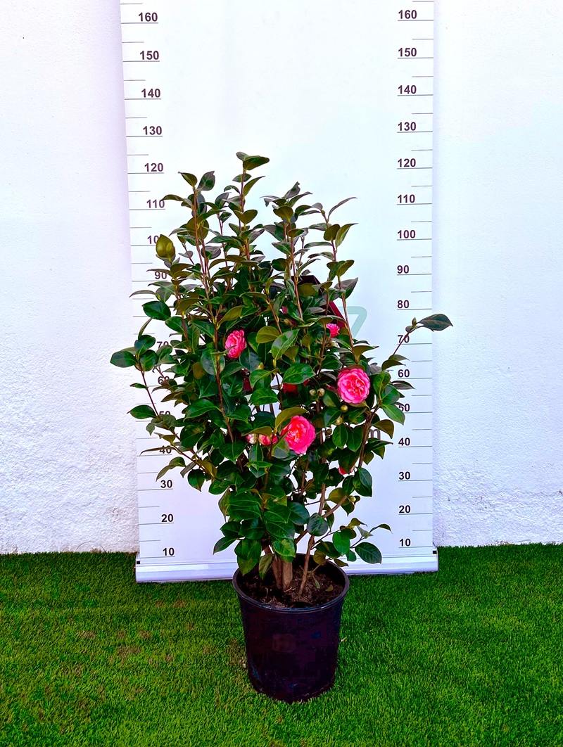 0318000903 Arbusto de Camelia en maceta de 10 litros con hojas verde oscuro brillantes y botones florales para decoración de jardines sombreados.