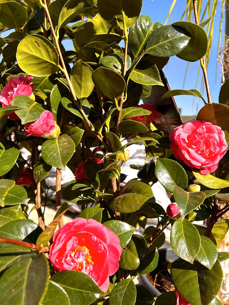 0318000903_1 Primer plano de las flores de la Camelia.