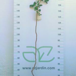 Ejemplar de Pistachero Hembra en maceta de cultivo; se observa un tronco central único, largo y despejado, con la ramificación concentrada exclusivamente en la parte superior conformando la copa.