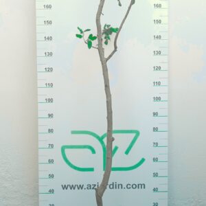 Ejemplar joven de Pistachero Macho en maceta de cultivo; se observa un tronco central que muestra ramificaciones laterales cortas y hojas pequeñas distribuidas de forma dispersa.