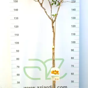 Ejemplar de Pistachero Randy macho entutorado con tronco leñoso y ramificación abierta en V con hojas coriáceas verdes en maceta terracota de cultivo.